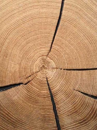 Oak crosscut slab element black edgy clear CDF 430x430x20mm