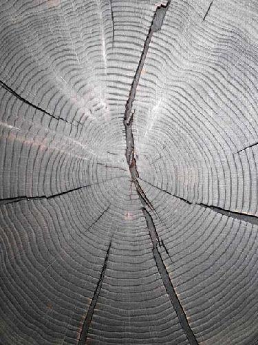 Eichen Hirnholz Baumscheibe schwarz eckig CDF 430x430x20mm