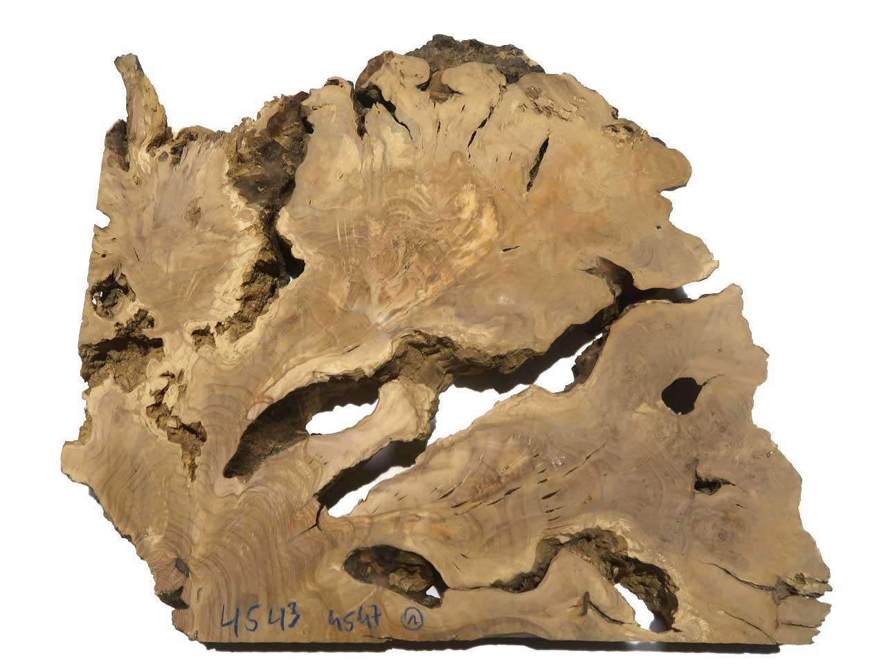 1x Oliven Wurzelholz Baumscheibe für Epoxid 45x43cm x 45-47mm