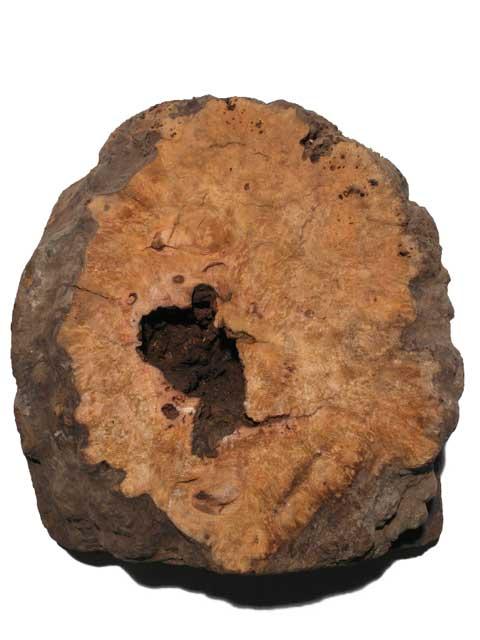 Kampfer Wurzelholz Maser Brett Kampher 35x32cm 145mm